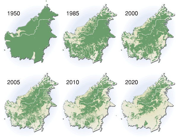Indonesia’s vanishing forests